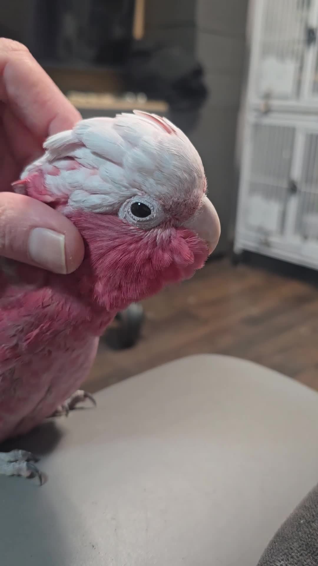 Parrots birds for sale: Galah Cockatoo Hand Reared  - Video 1
