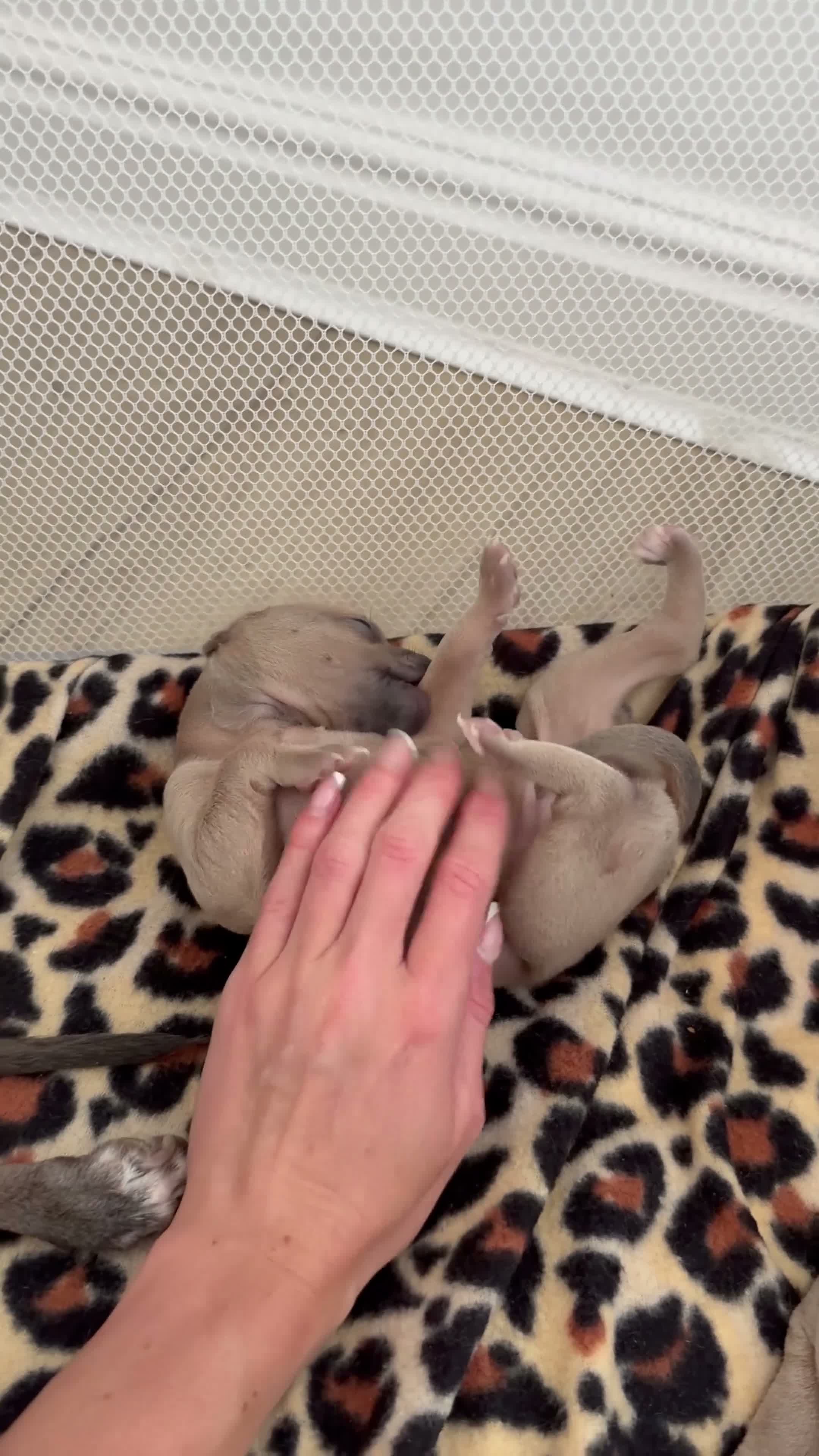 Italian Greyhound dogs for sale: KC Registered Italian Greyhound Puppies  in Carlisle - Video 2