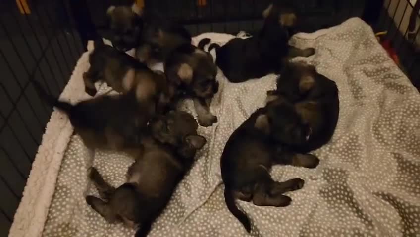 Miniature Schnauzer dogs for sale: Curious, playful and loving litter KC pups ❤️ - Video 1