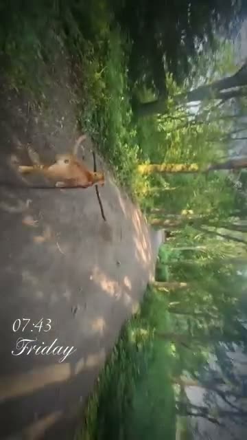 Mixed Breed dogs for sale: 5 months old Rhodesian ridgeback puppies  - Video 5