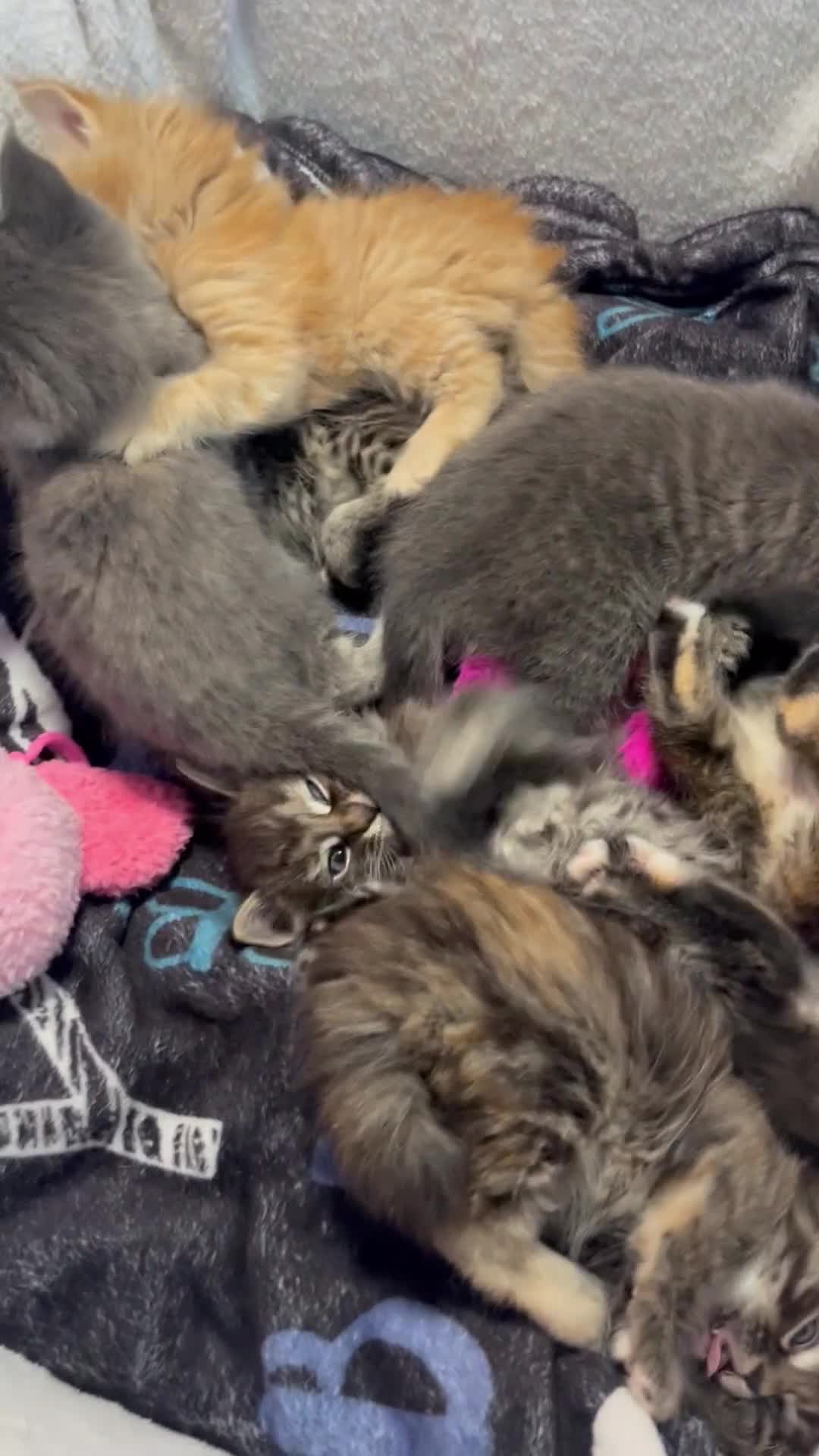 Maine Coon cats for sale: Stunning Half Maine coon kittens  - Video 1