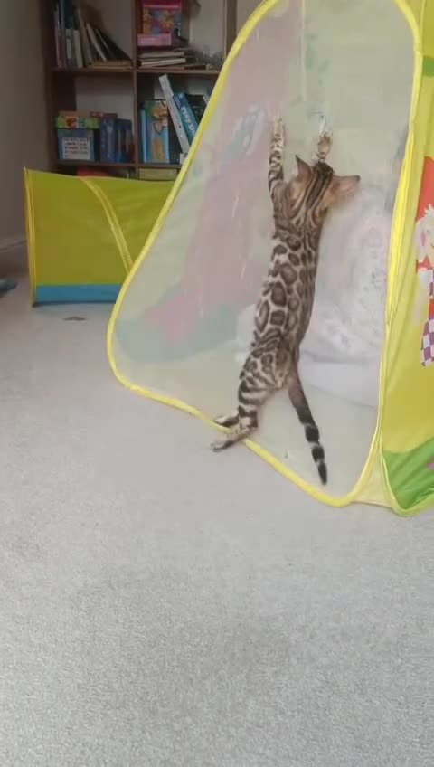 Bengal cats for sale: Cuddly and beautiful pedigree bengal kittens - Video 1