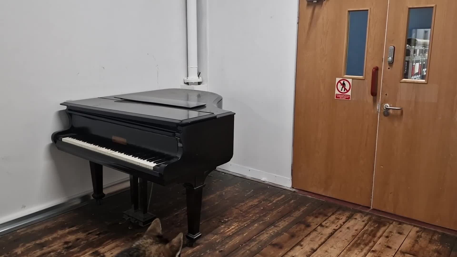 Huskita dogs for stud: Handsome Booboo in Stockport - Video 1