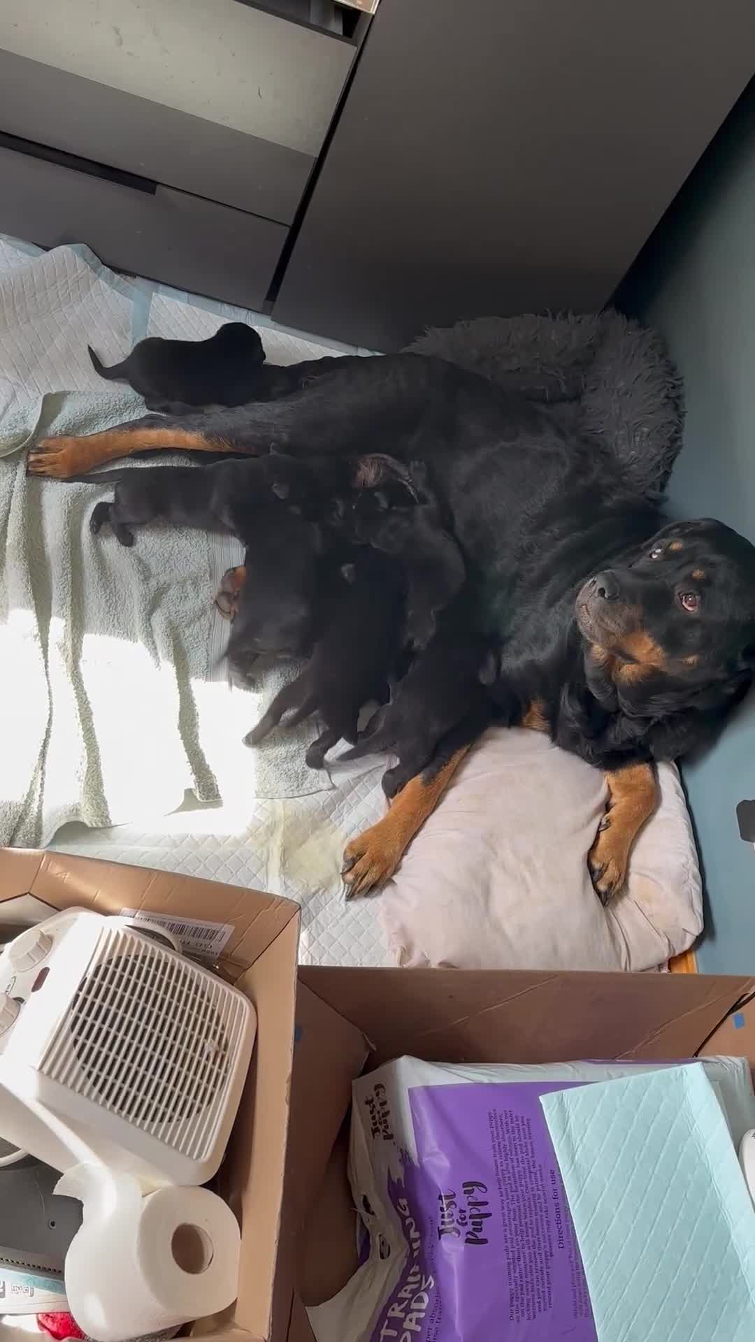 Mixed Breed dogs for sale: Labrador x Rottweiler READY TO GO in Oxted - Video 4