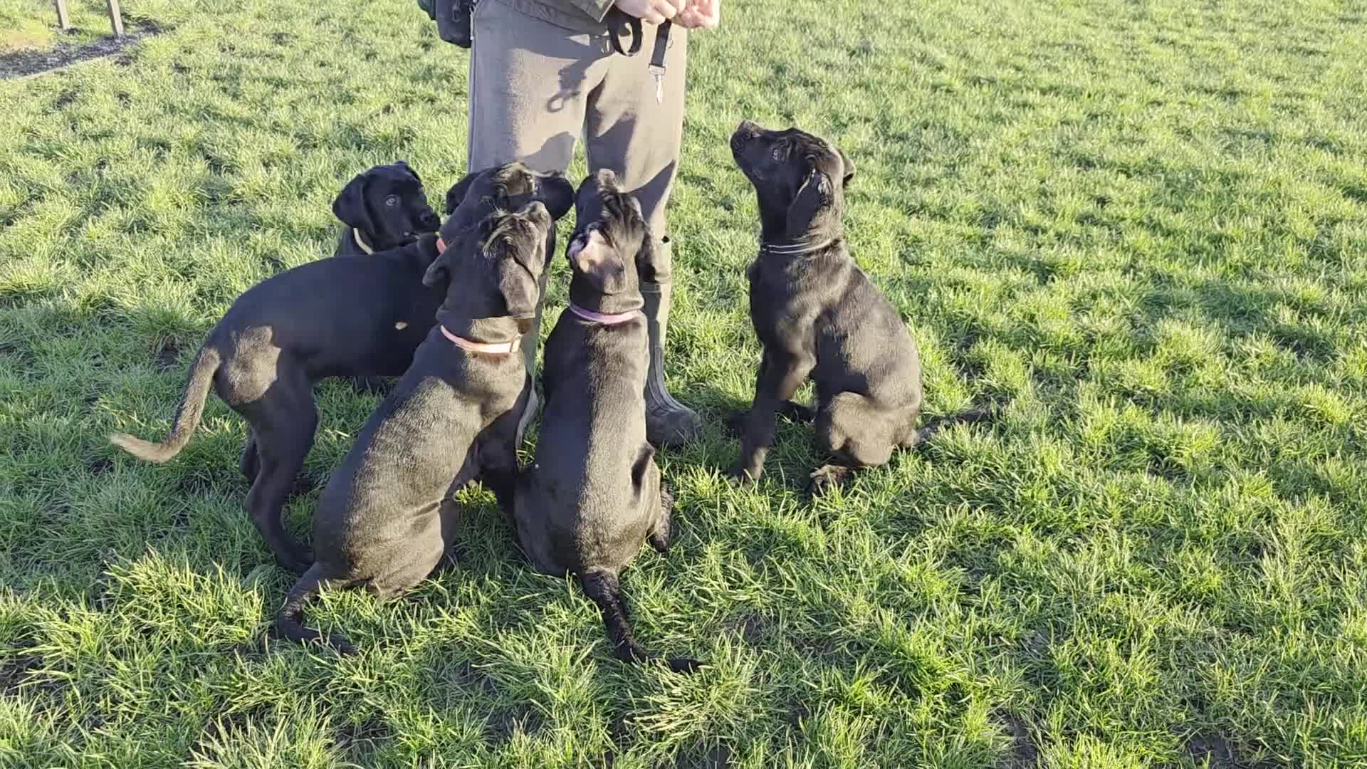Cane Corso dogs for sale: ⭐️Cane Corso Pups⭐️Pure Championship Genes🏆 - Video 2