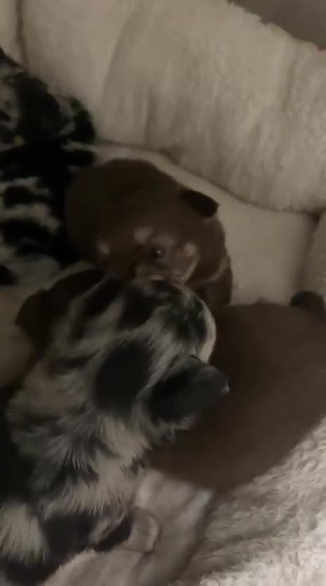 Chihuahua dogs for sale: Chihuahua puppies Russian ancestry with perfect bo - Video 1