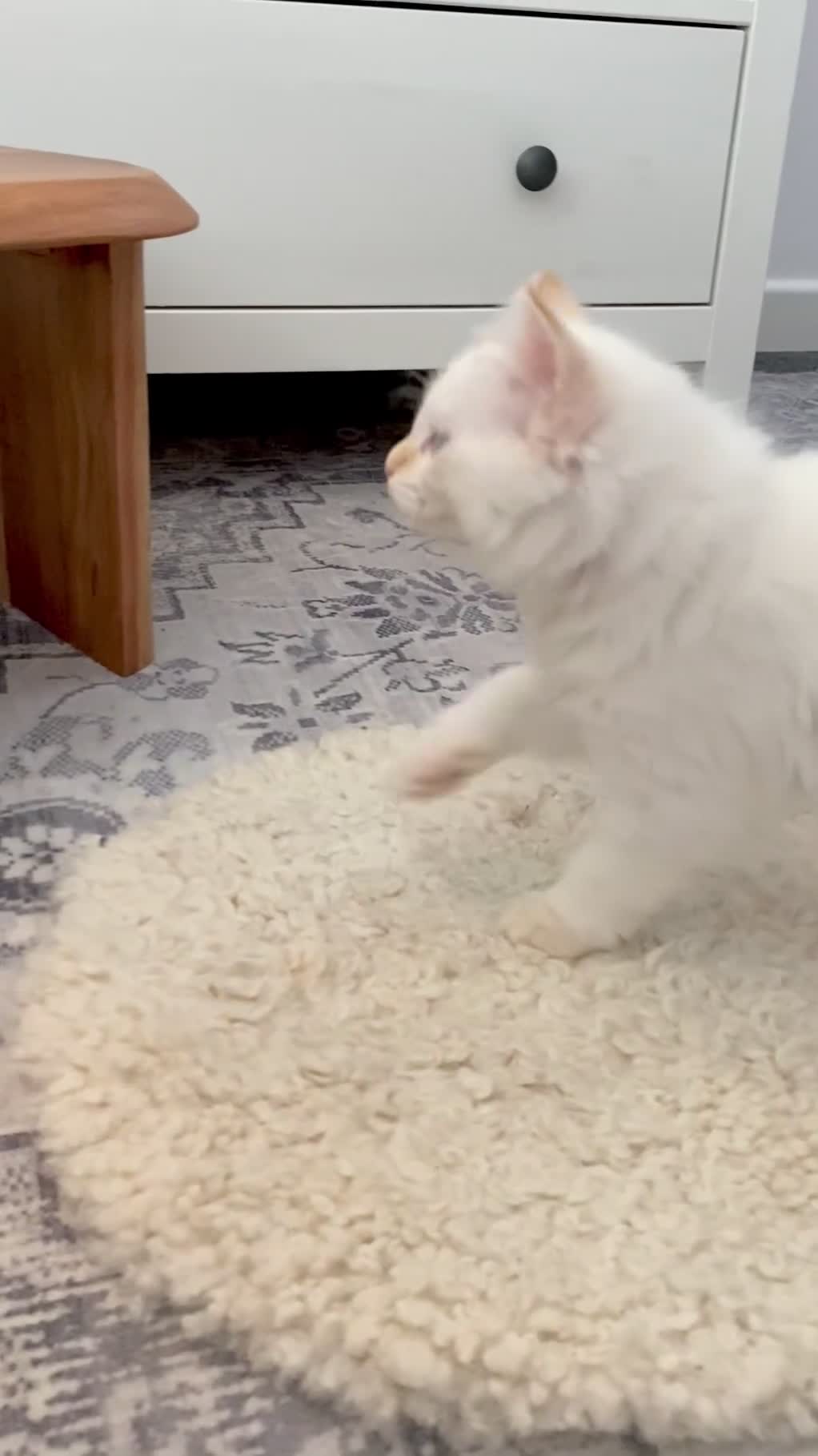 Ragdoll cats for sale: The Brave Little Prince - Video 1