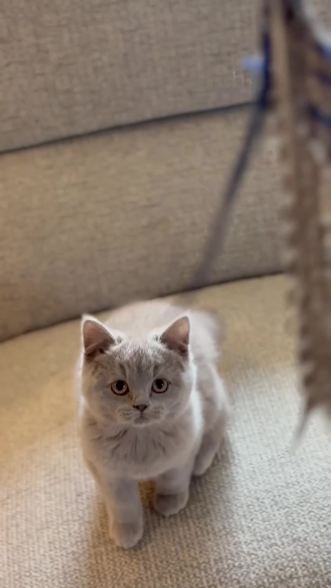 British Shorthair cats for sale: LAST BOY LEFT  - Video 1