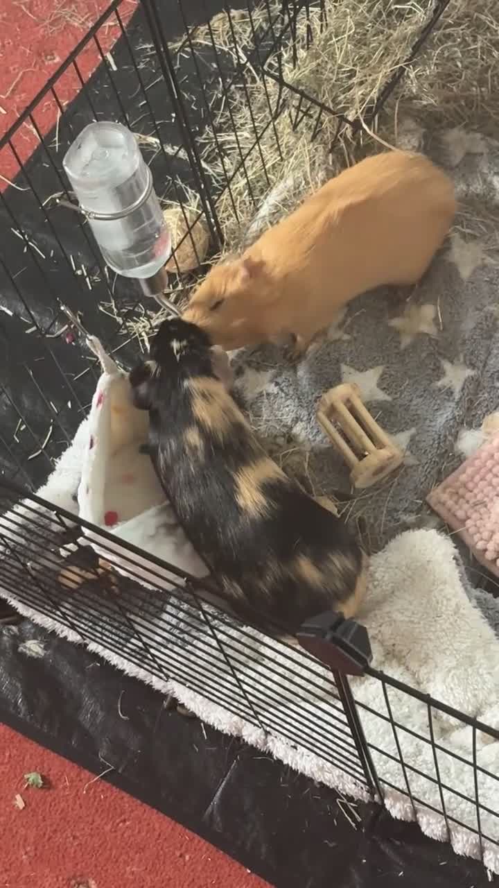 Mixed Breed rabbits for sale: 2 friendly guinea pigs for sale  in Thurso - Video 2