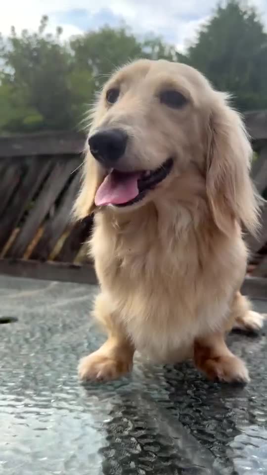 Dachshund dogs for sale: Selling long hair cream boy - Video 1