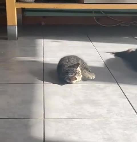 Mixed Breed cats for sale: 1/4 Persian, 1/4 Ragdoll kittens looking for home - Video 1