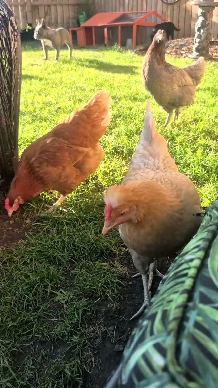 Chickens poultry for sale: Chickens for free  in Newcastle upon Tyne - Video 3