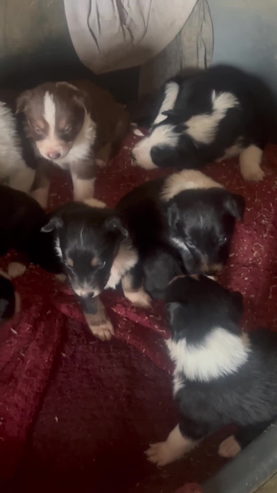 Border Collie dogs for sale: Border collie puppies  in Lingfield - Video 1