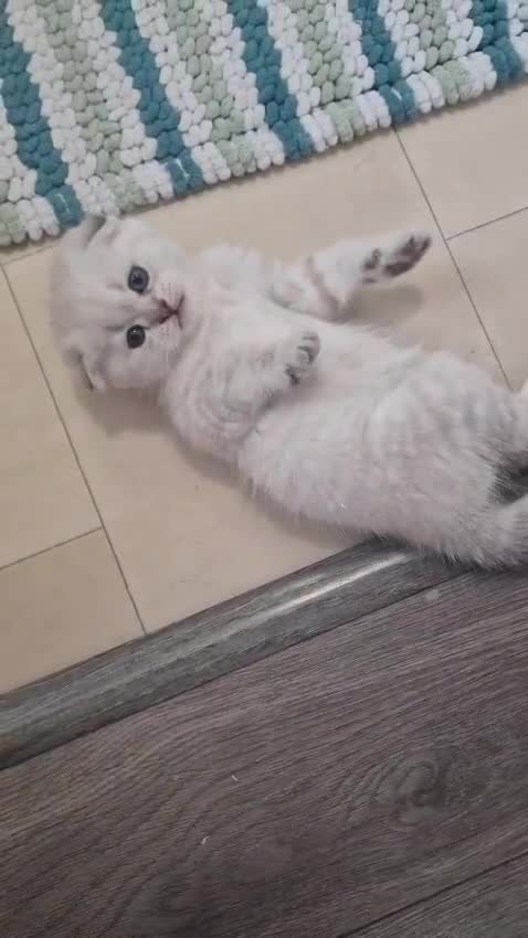 Scottish Fold cats for sale: Scottish Fold Kittens. Vaccinated, Last one left! - Video 1