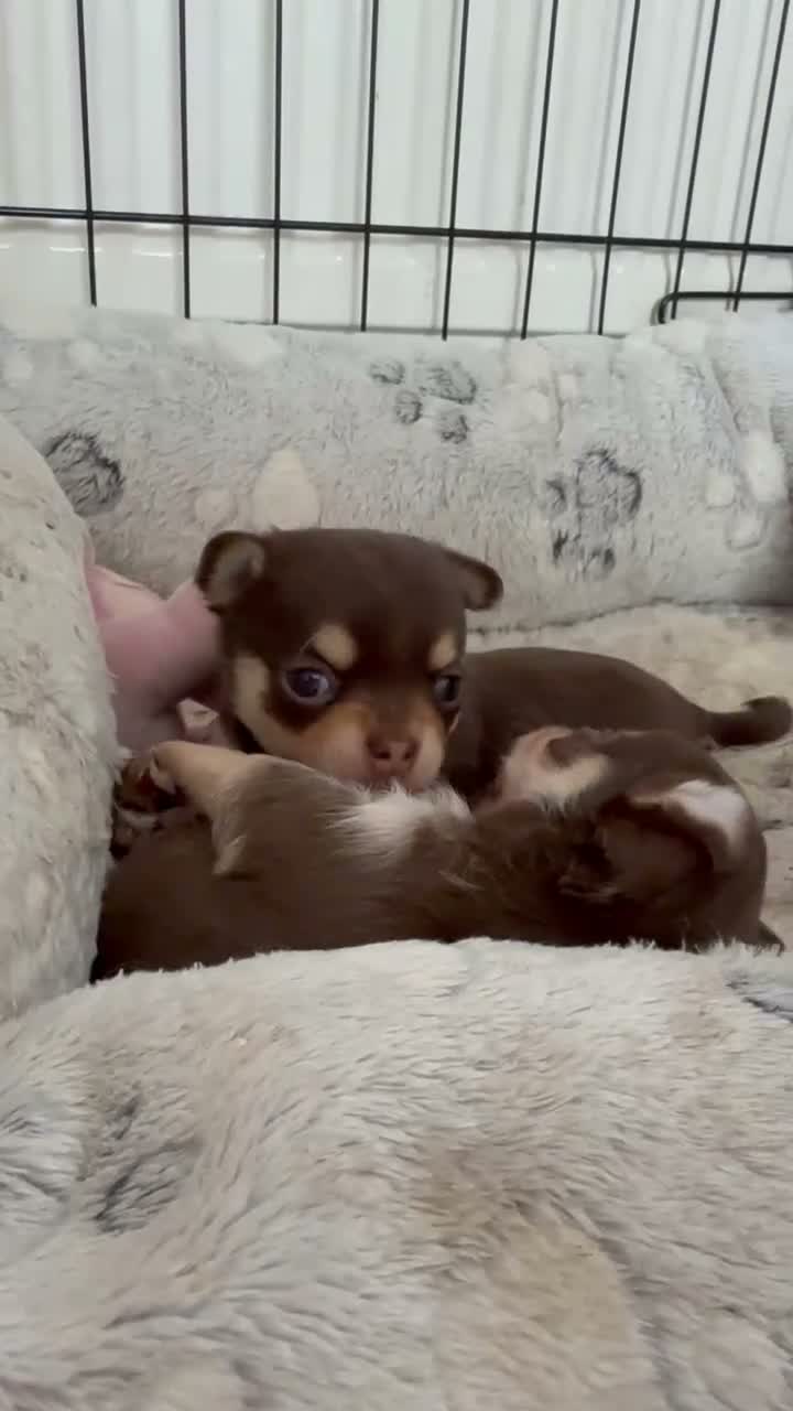 Chihuahua dogs for sale: KC registered chihuahua puppies 2 boys ❤️ in Corby - Video 4