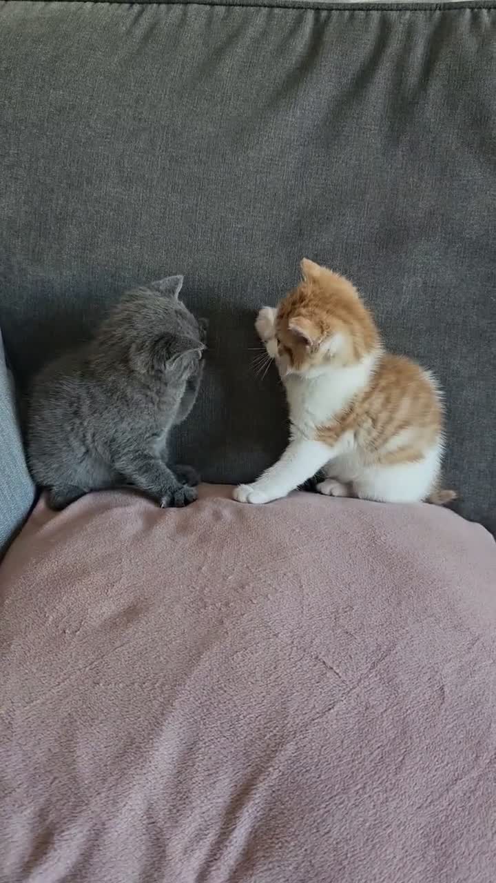 Mixed Breed cats for sale: Kittens for sale - Video 5