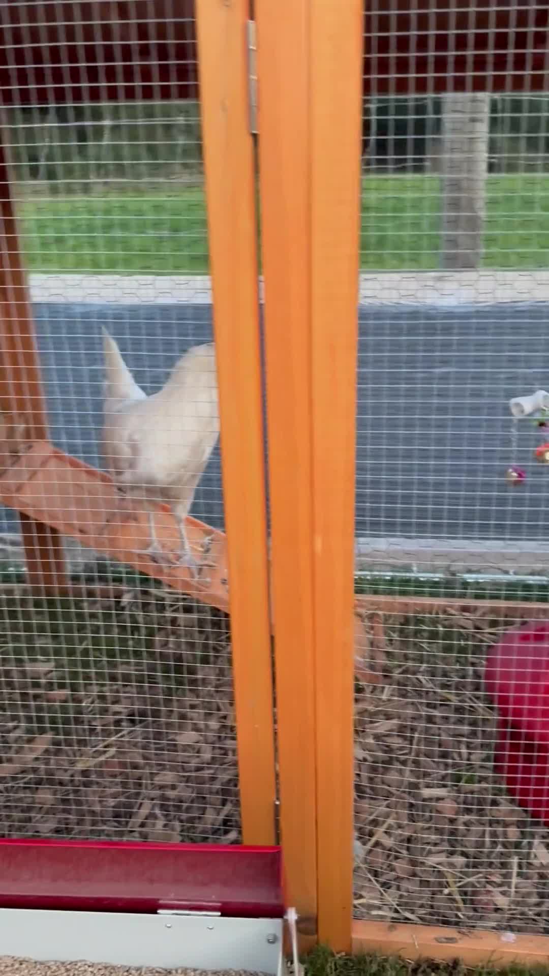 Chickens poultry for sale: Job lot chicken set up including 9 chickens - Video 1