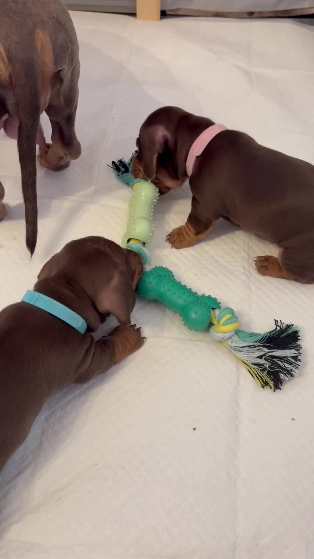 Miniature Dachshund dogs for sale: Miniature dachshund puppies  - Video 4