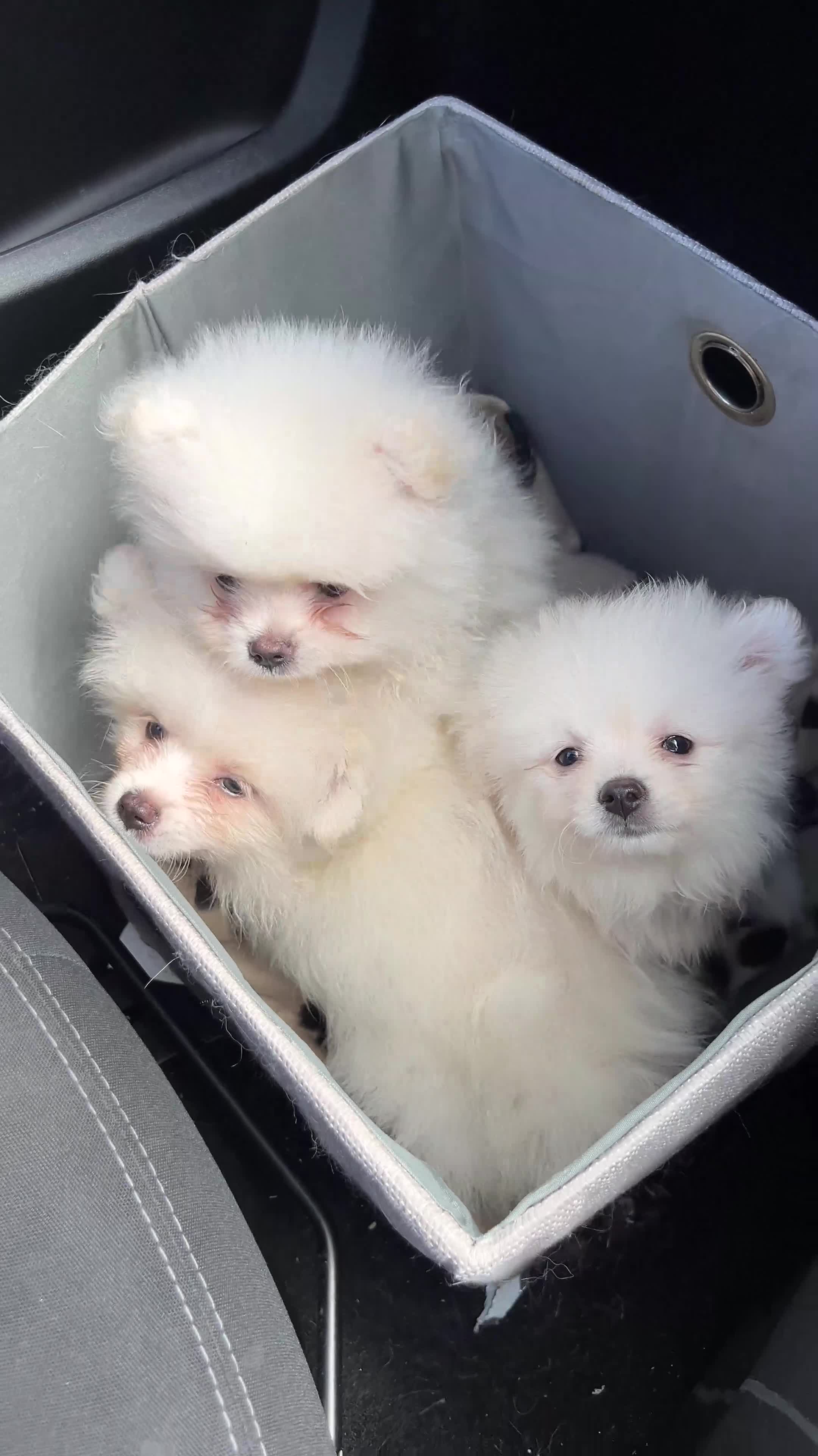 Pomeranian dogs for sale: 3 Pure white Pomeranians - 1 girl 2 boys - Video 2