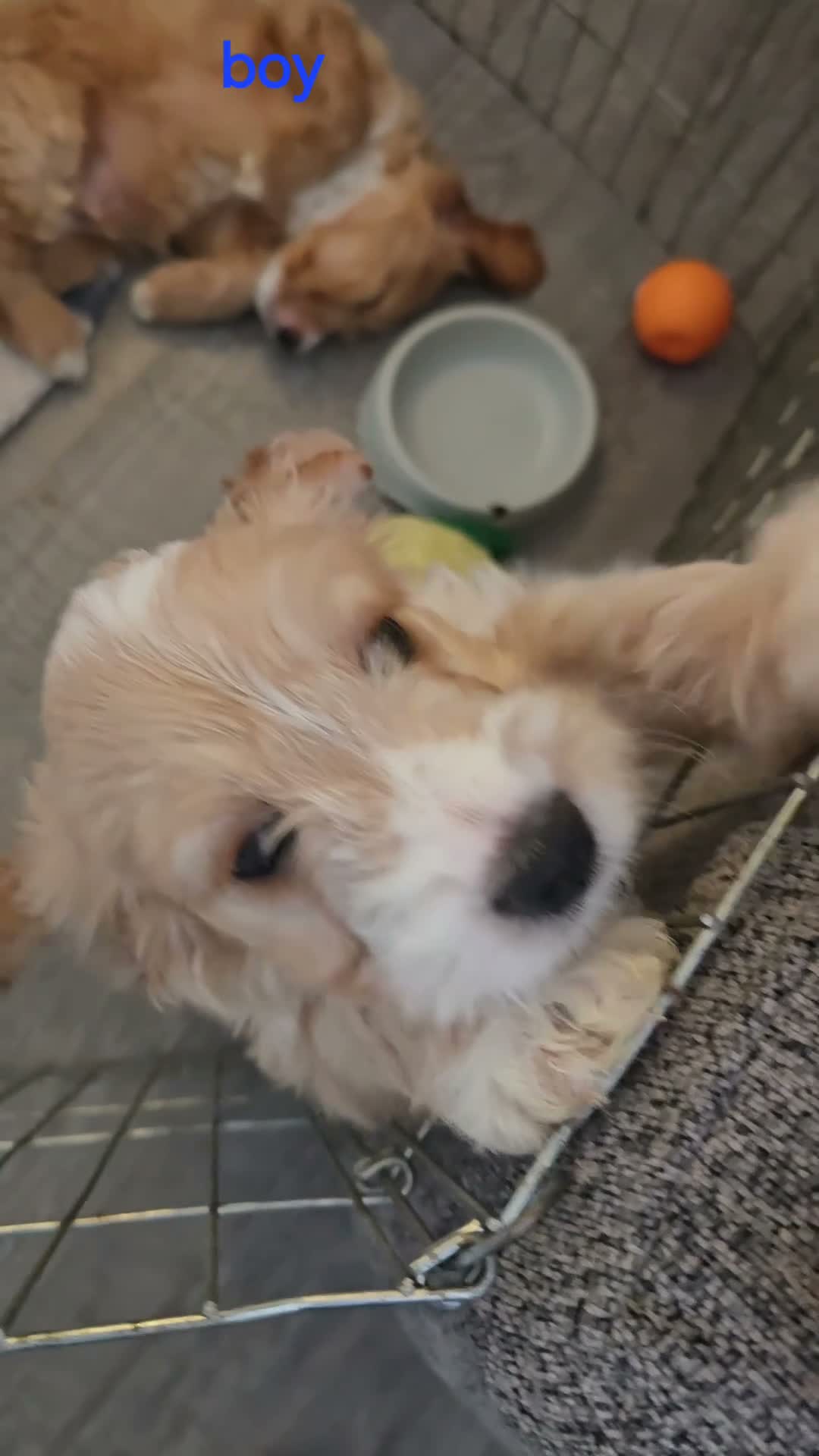 Cockapoo dogs for sale: 2 cockapoos boy and girl - Video 2