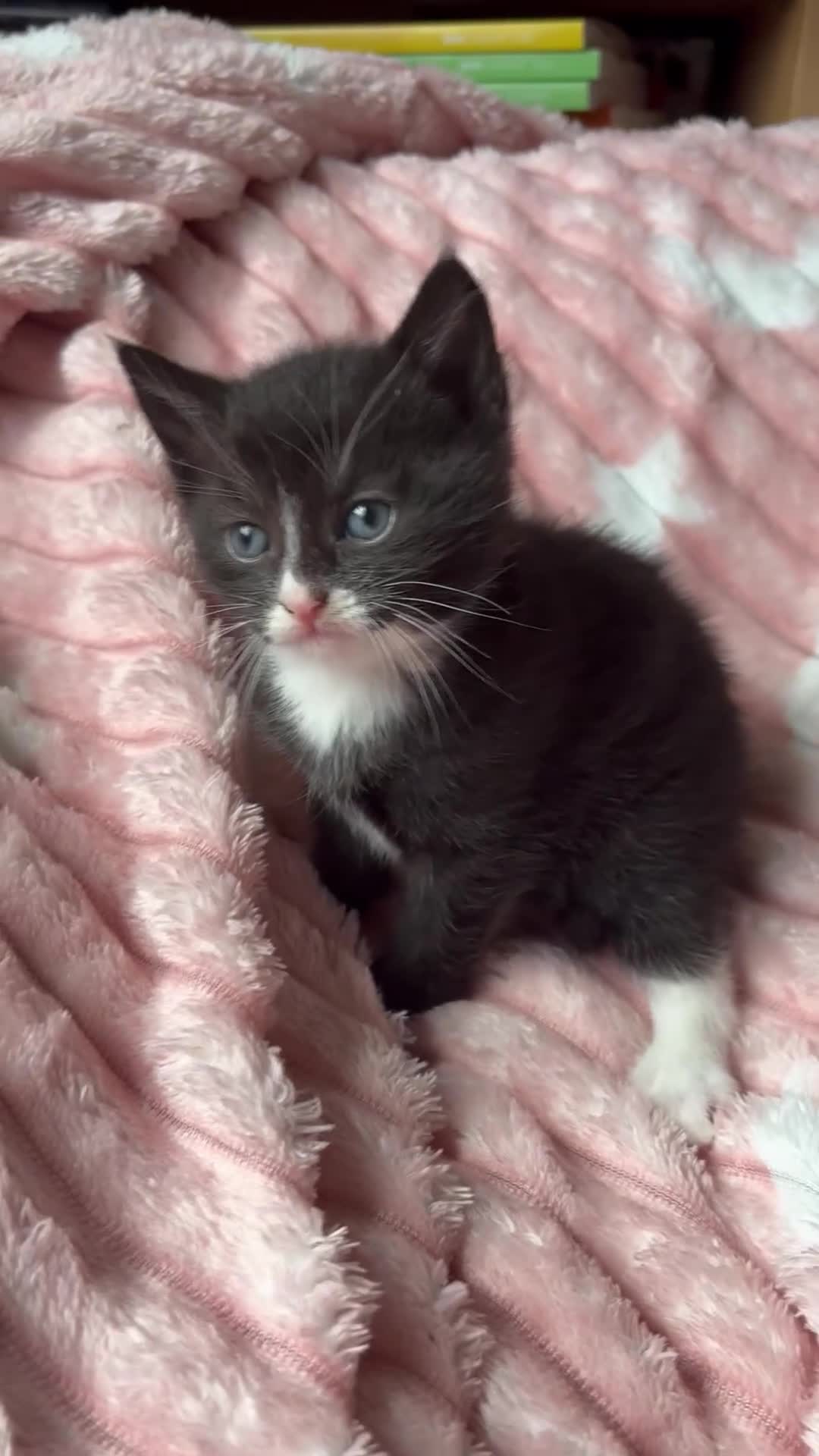 Mixed Breed cats for sale: 3 adorable kittens! Ready in 3 weeks!! 🐈‍⬛🐈‍⬛ - Video 2