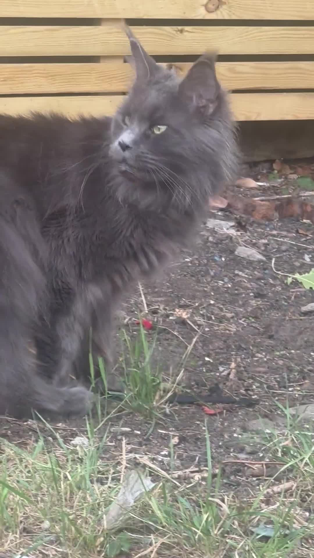 Maine Coon cats for sale: Giant mainecoon kittens  - Video 2