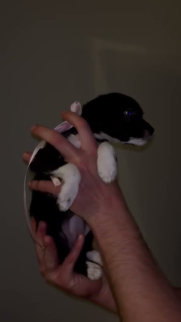 Jackapoo dogs for sale: JACKAPOO PUPS🐾 - Video 2