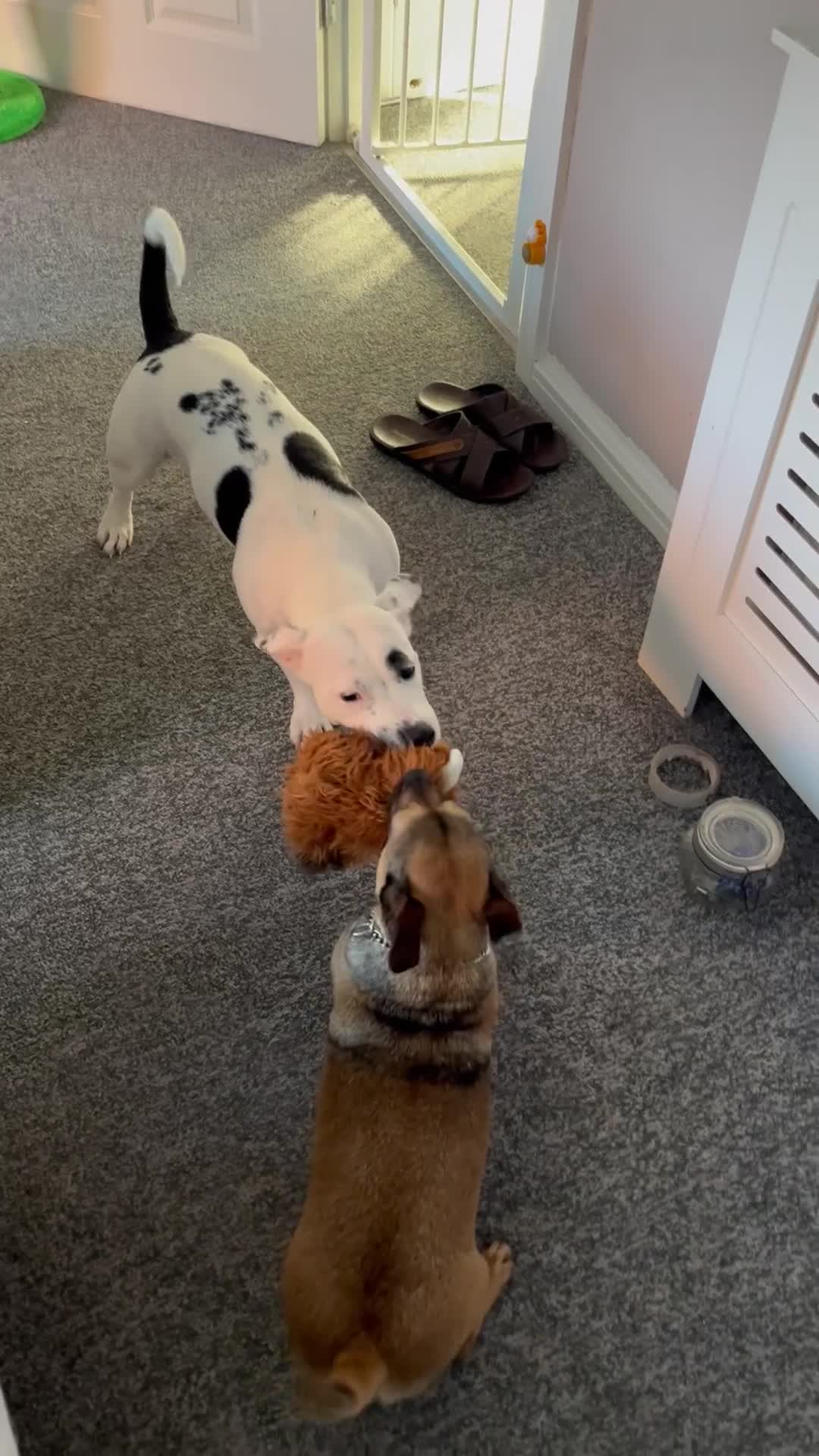 Mixed Breed dogs for sale: Staff X Jack Russell - Stellar - Video 1