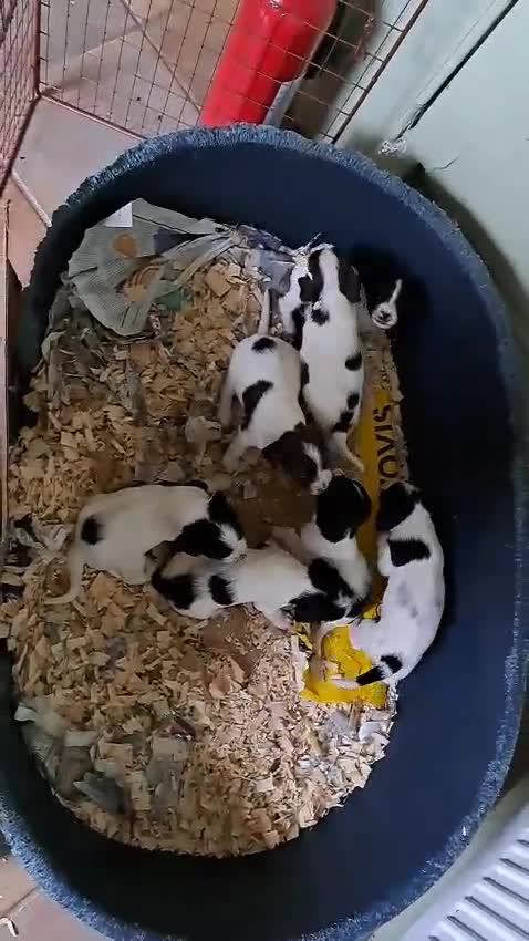 English Springer Spaniel dogs for sale: 6 springer spaniels pups - Video 2