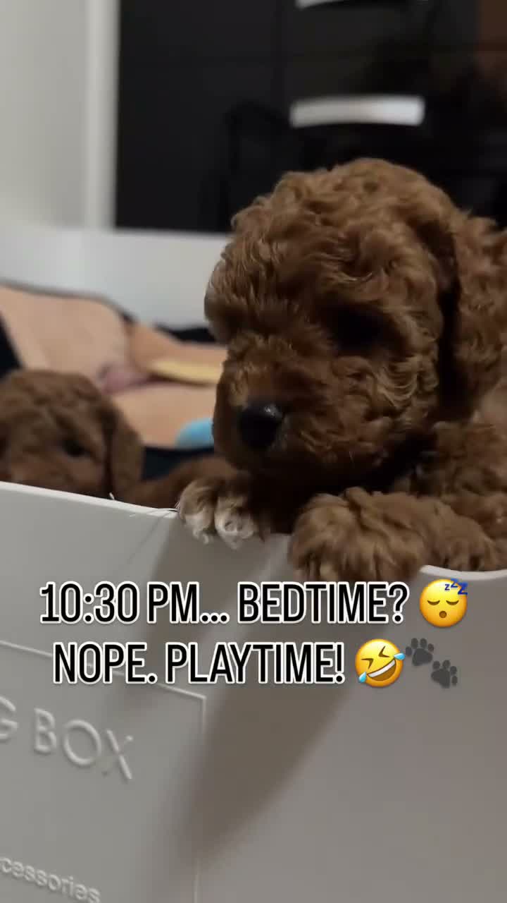 Toy Poodle dogs for sale: 1 Last girl 🏡5⭐ Licensed ESPONJOSO Toy Poodle👑 - Video 2