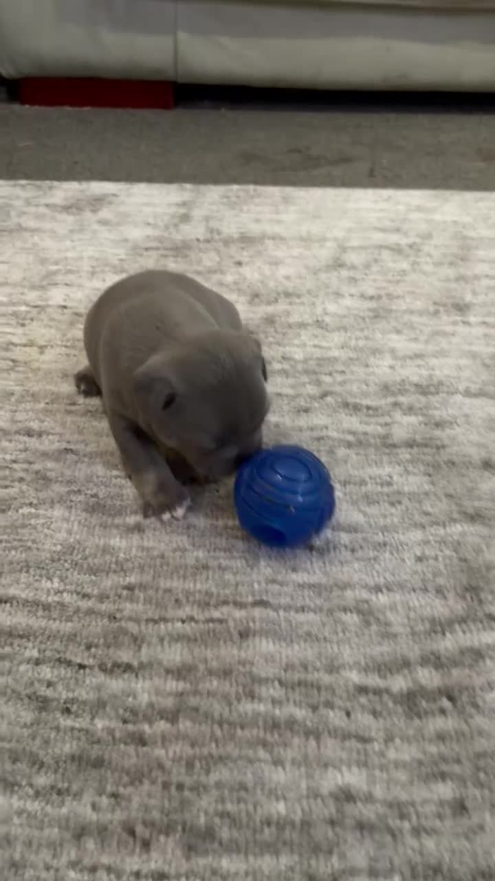 French Bulldog dogs for sale: French bulldog puppies  - Video 1