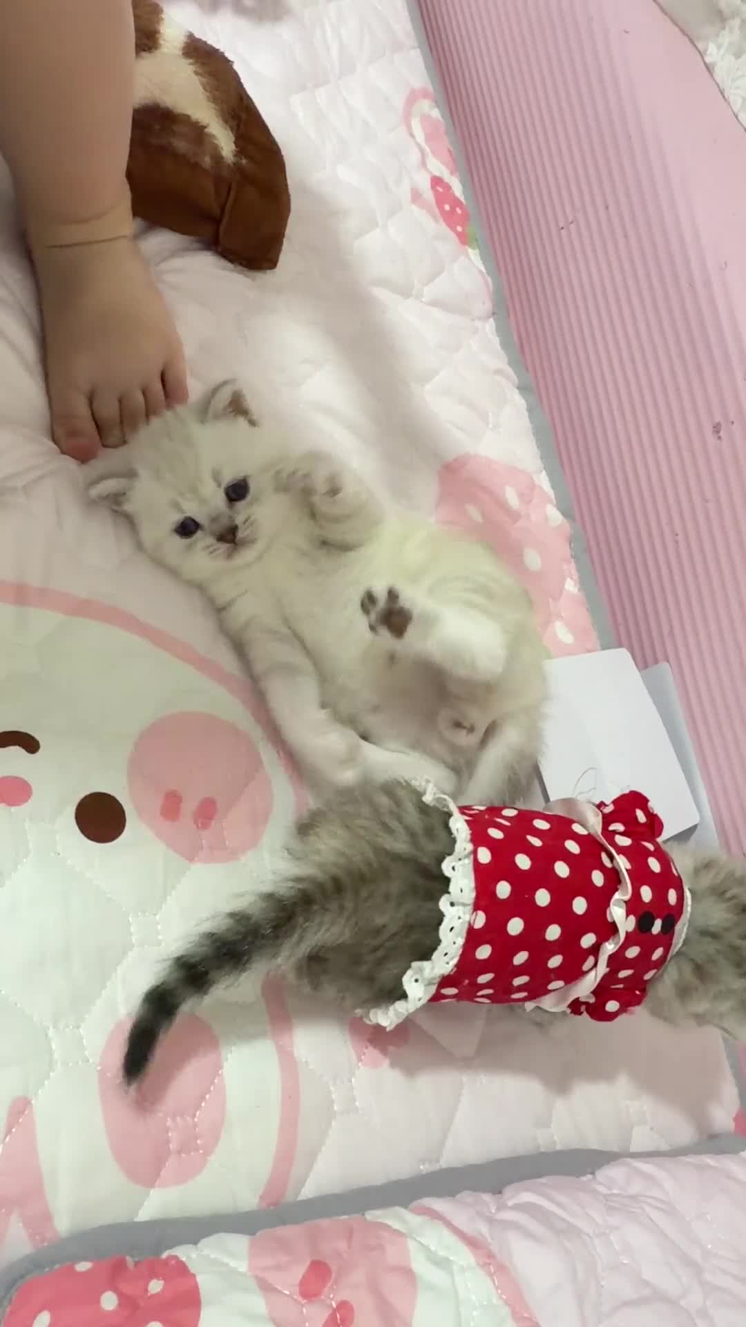 British Shorthair cats for sale: Champion British shorthair GCCF boy x1 girl x 1 - Video 1