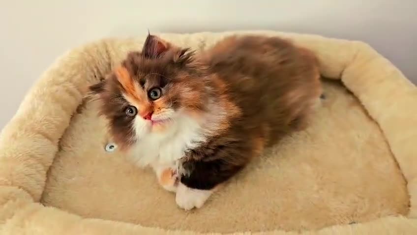 Persian cats for sale: Rare Brown Calico Persian Kitten - Video 3