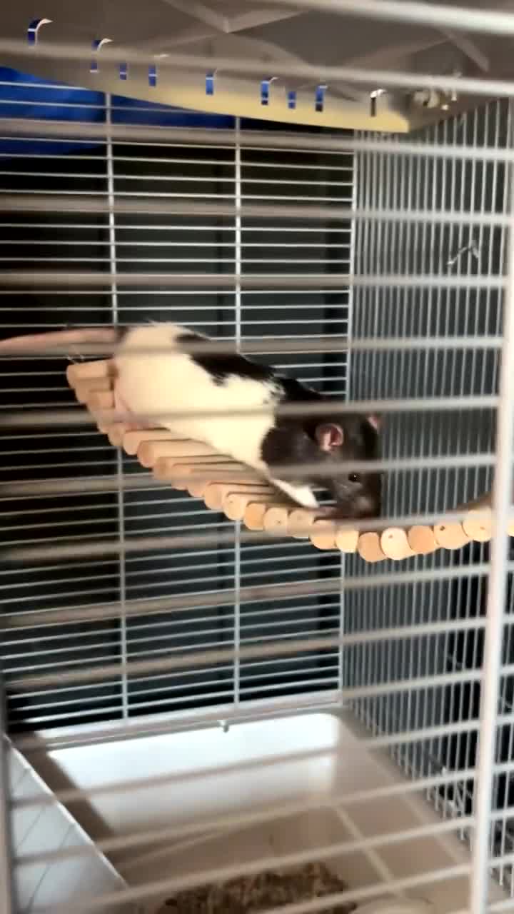 Rat rodents for sale: 2 male rats  in Musselburgh - Video 1