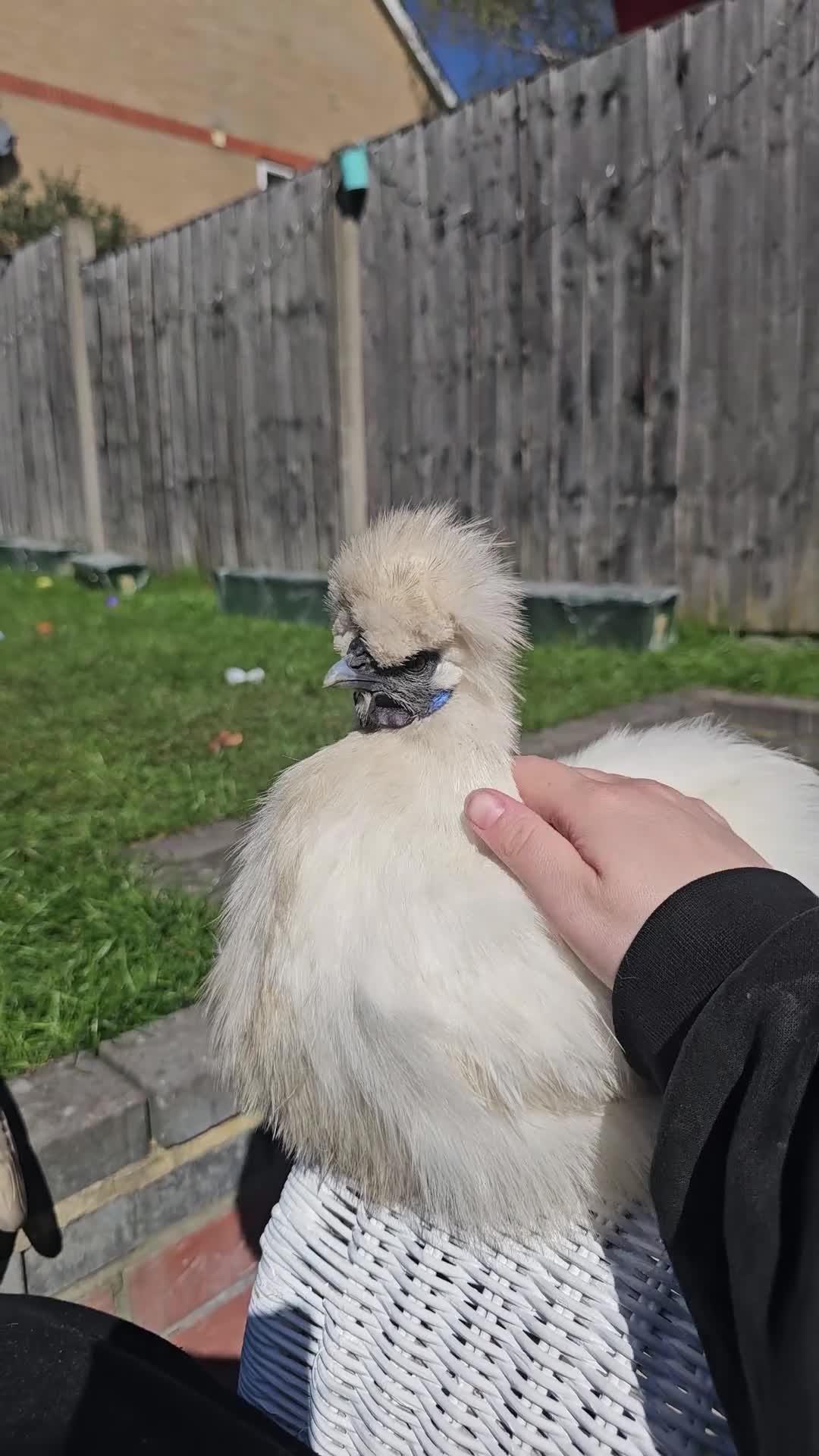 Chickens poultry for sale: White silkie pet chicken  - Video 1