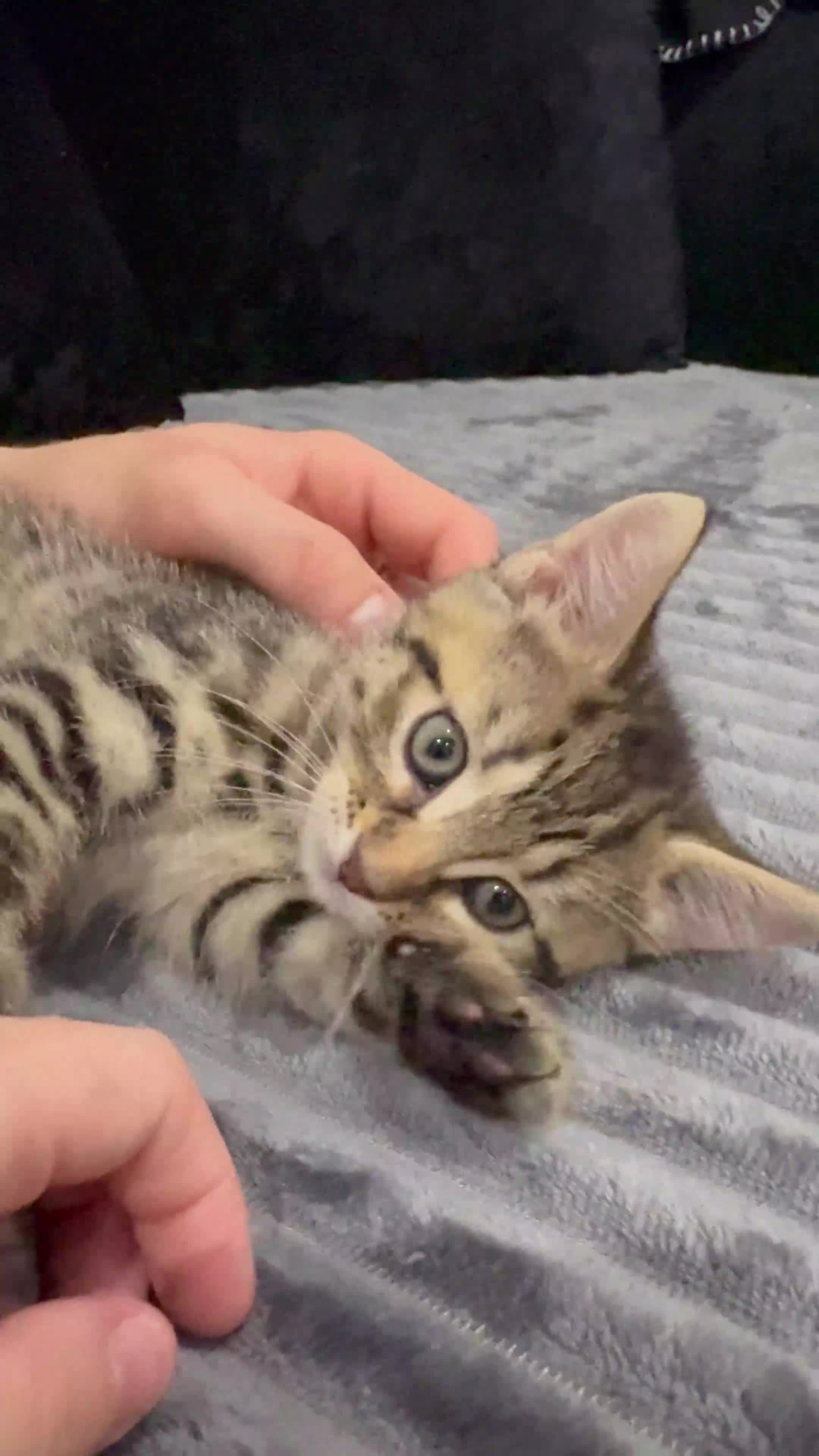 Mixed Breed cats for sale: 2 gorgeous girls  - Video 1