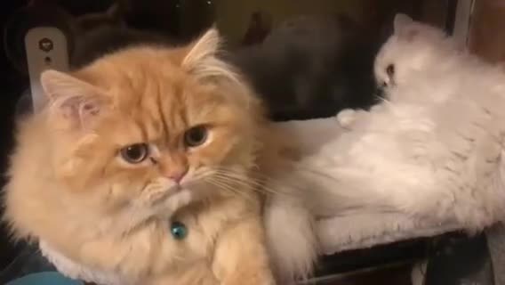 Persian cats for sale: 💖Purr-fect Persian Kittens 💖 PEDIGREE - Video 3