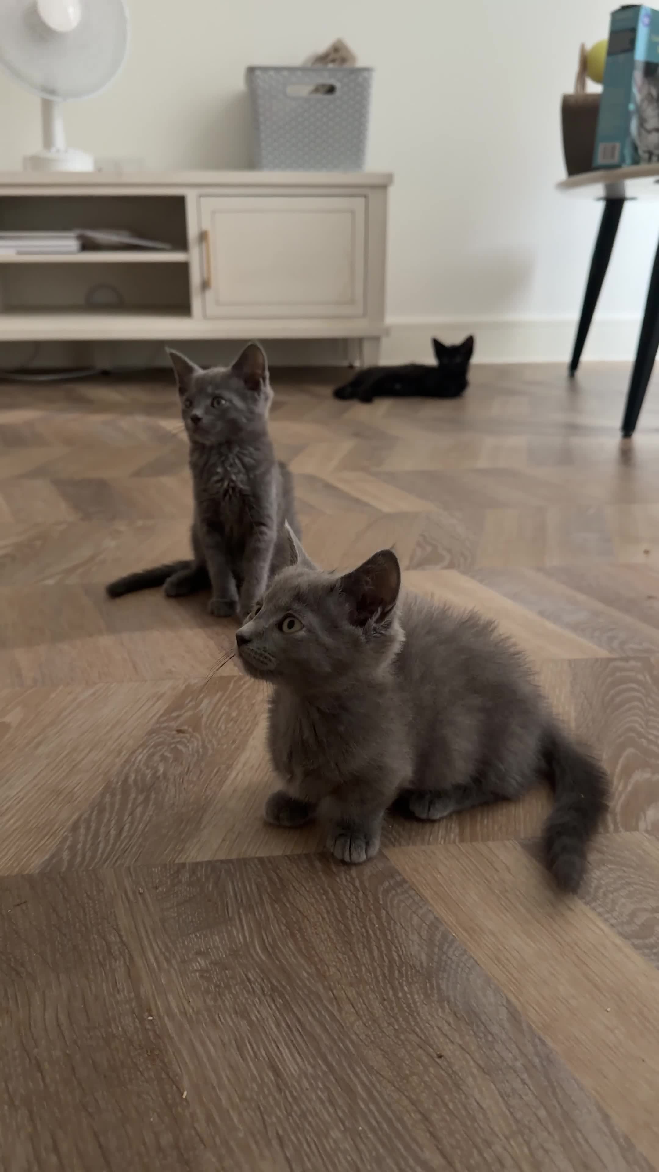 Munchkin cats for sale: REDUCED BLUE MINUET MUNCHKIN BOY -SUPER SHORT LEGS - Video 4