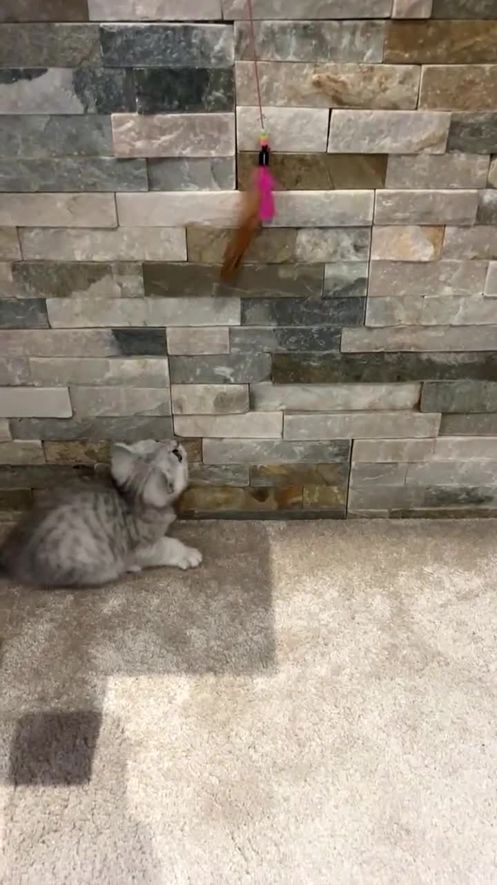 British Shorthair cats for sale: Male British short hair kitten - Video 4