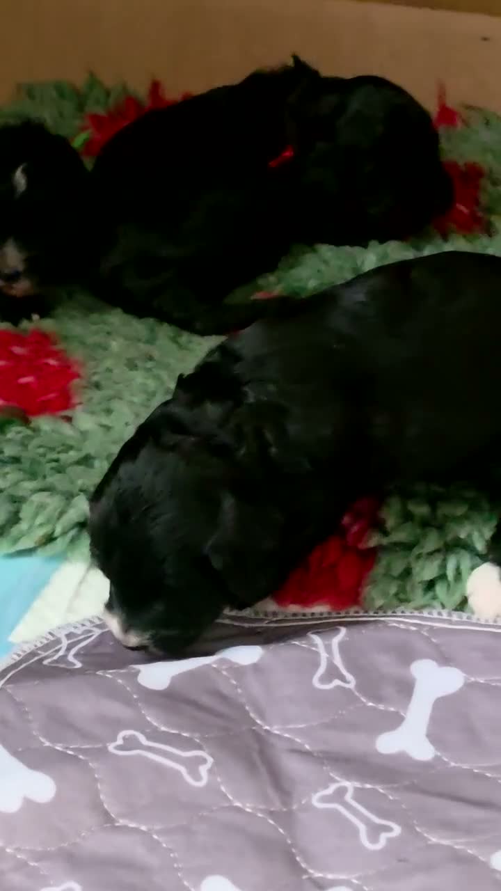 Cockapoo dogs for sale: Cockapoo Puppies for Sale - Video 1