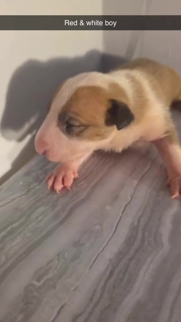 English Bull Terrier dogs for sale: KC REGISTERED ENGLISH BULL TERRIER PUPPIES  - Video 2