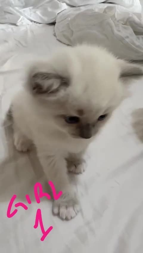 Ragdoll cats for sale: STUNNING FLUFFY LITTER OF 3 RAGDOLL KITTENS in Birmingham - Video 4