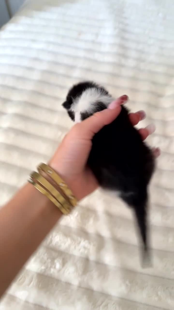 British Longhair cats for sale: kittens (ready september)  - Video 2
