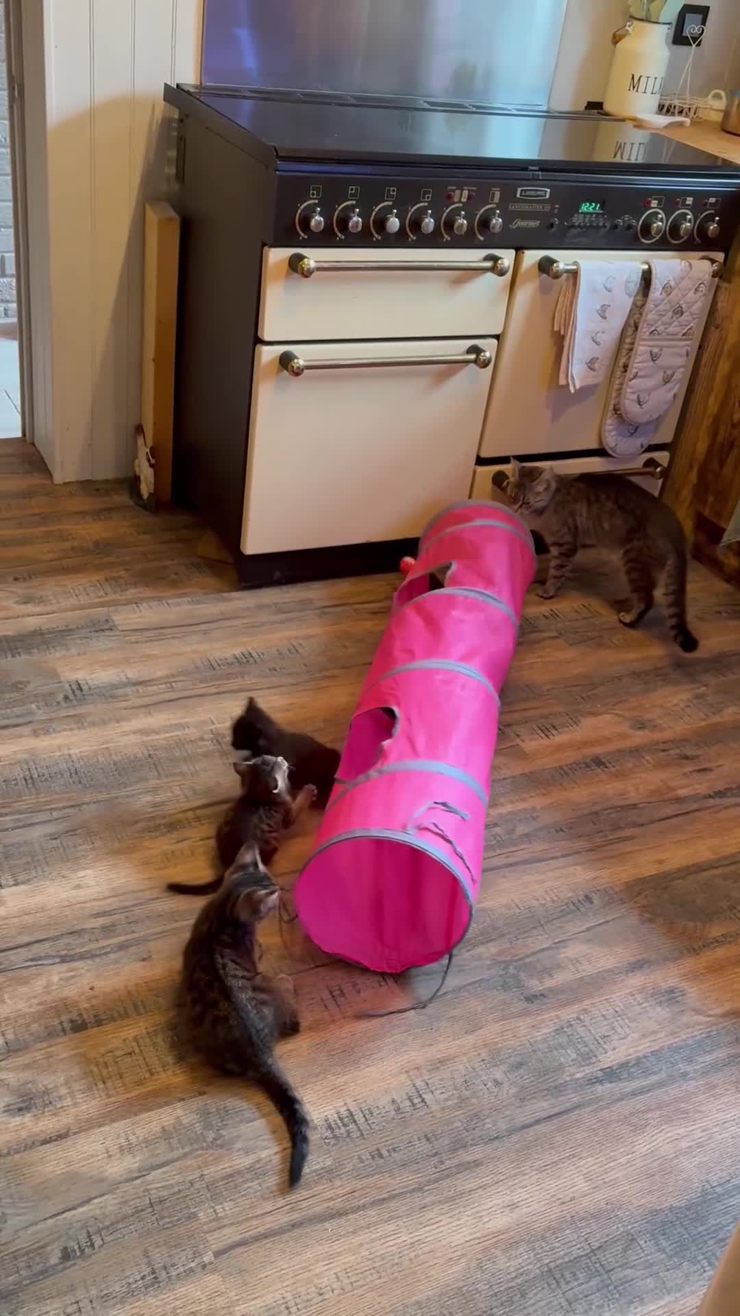Bombay cats for sale: Tabby/ Bombay kittens for sale  - Video 1