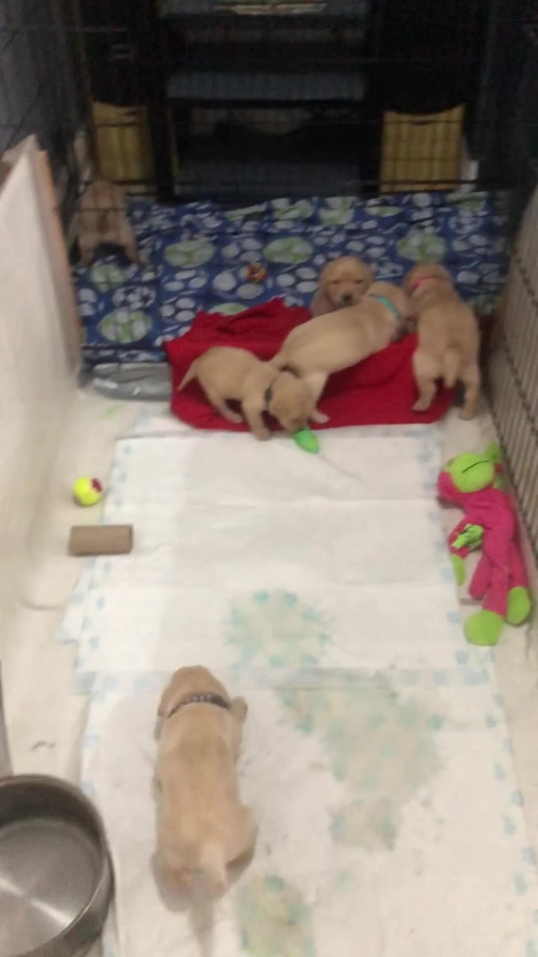 Labrador Retriever dogs for sale: Labrador pups - Video 3