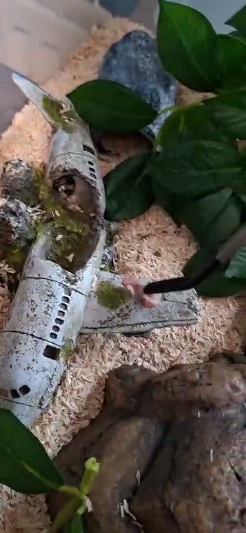 Corn Snake reptiles for sale: Baby Anery Cornsnake + Full setup - Video 1