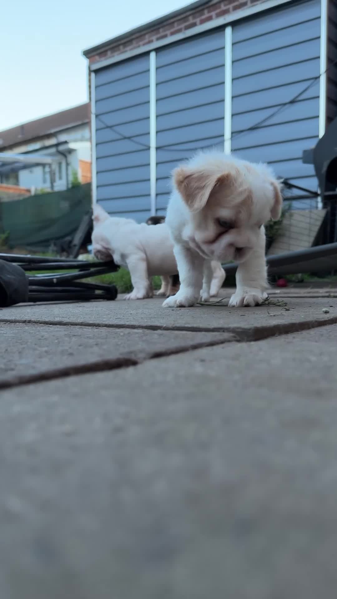 French Bulldog dogs for sale: ✨ Stunning French Bulldog Puppies Available ✨ - Video 1