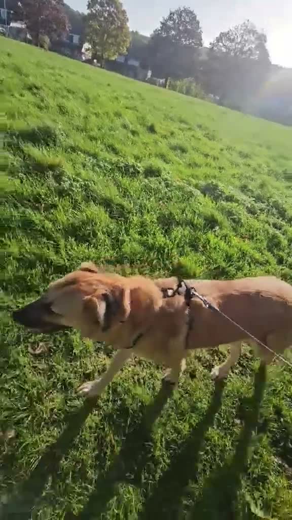 Mixed Breed dogs for adoption: Ruby for adoption in Hastings - Video 1