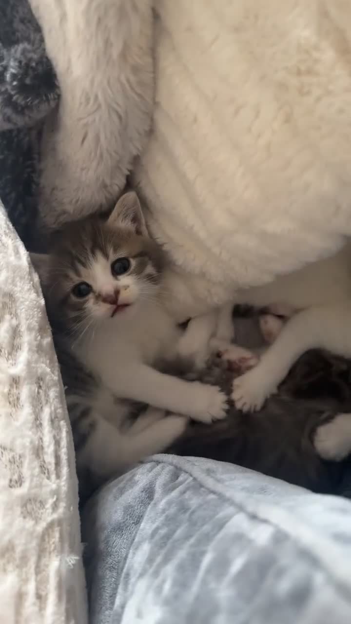 Domestic Shorthair cats for sale: 4 gorgeous kittens for sale - Video 4