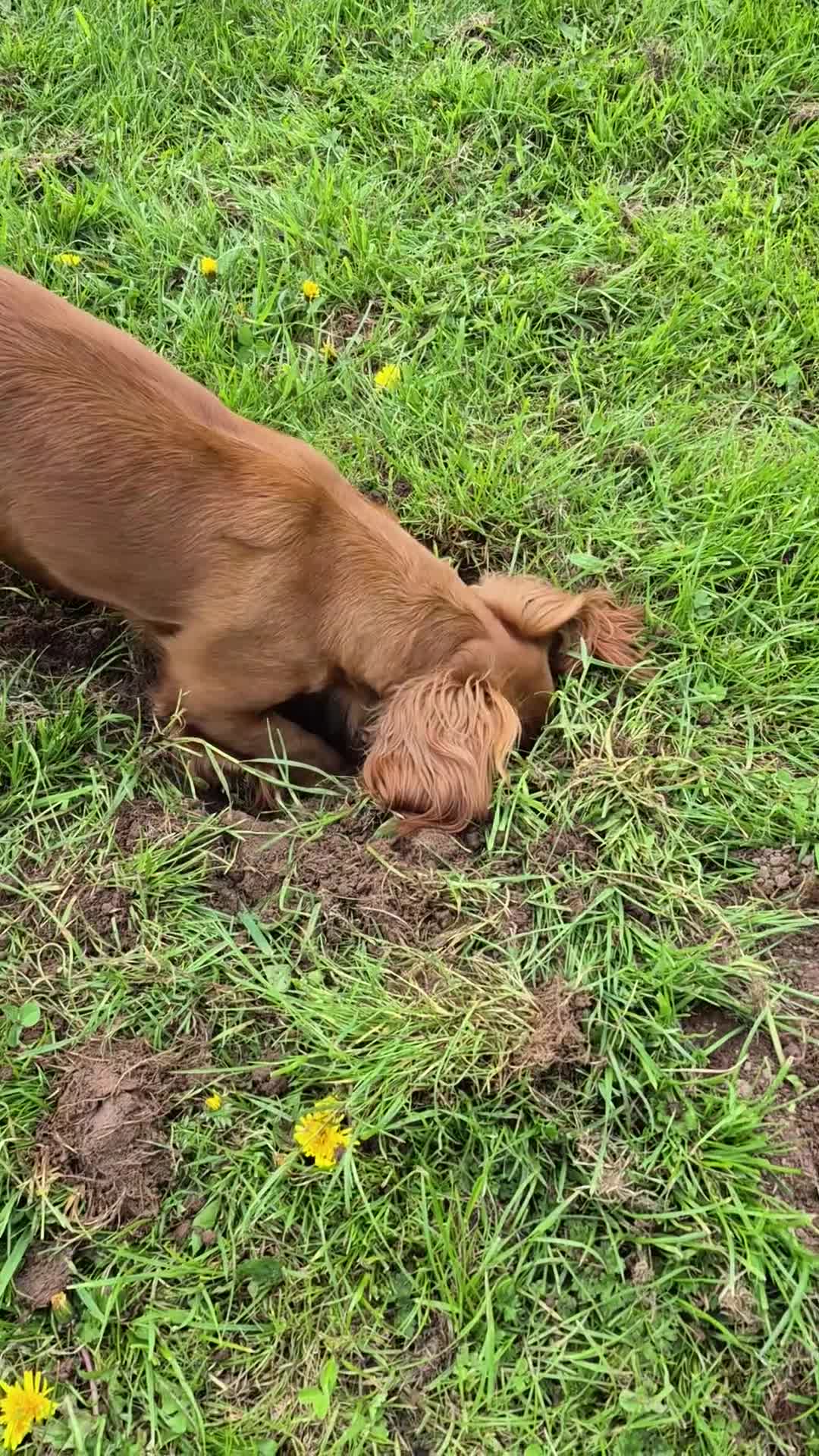 Cocker Spaniel dogs for sale: KC reg,Adorable,Golden Working CockerSpaniel Pupps - Video 3